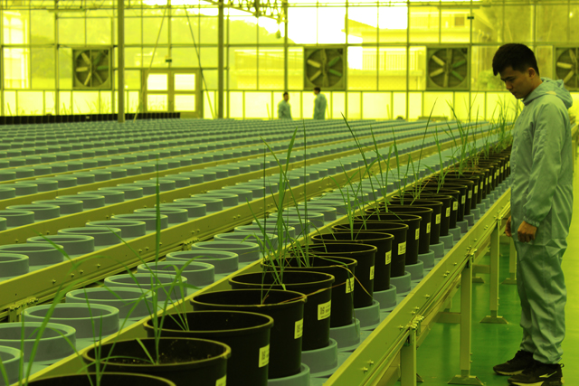 省委副書記率省委農(nóng)辦領(lǐng)導(dǎo)調(diào)研水稻表型智慧平臺(圖4)